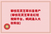 攀枝花灵芝草抖音用户(攀枝花灵芝草走红短视频平台，瞬间涌入大批粉丝)