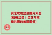 灵芝玫瑰盆景图片大全(精美盆景丨灵芝与玫瑰共舞的美丽图景)