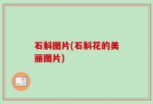 石斛图片(石斛花的美丽图片)