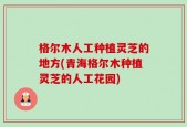 格尔木人工种植灵芝的地方(青海格尔木种植灵芝的人工花园)