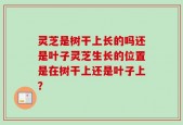 灵芝是树干上长的吗还是叶子灵芝生长的位置是在树干上还是叶子上？