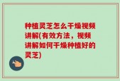种植灵芝怎么干燥视频讲解(有效方法，视频讲解如何干燥种植好的灵芝)