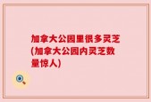 加拿大公园里很多灵芝(加拿大公园内灵芝数量惊人)