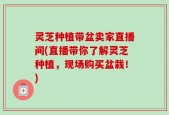 灵芝种植带盆卖家直播间(直播带你了解灵芝种植，现场购买盆栽！)