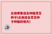 云南哪里适合种植灵芝种子(云南适合灵芝种子种植的地方)