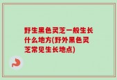野生黑色灵芝一般生长什么地方(野外黑色灵芝常见生长地点)