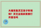 大棚采集灵芝孢子粉视频？灵芝盆栽前需要打开菌包吗