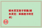 椴木灵芝孢子采集(椴木灵芝：采摘孢子的艺术)