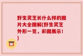 野生灵芝长什么样的图片大全图解(野生灵芝外形一览，彩图展示！)