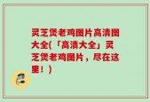 灵芝煲老鸡图片高清图大全(「高清大全」灵芝煲老鸡图片，尽在这里！)