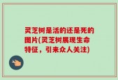 灵芝树是活的还是死的图片(灵芝树展现生命特征，引来众人关注)