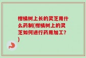 柑橘树上长的灵芝用什么药制(柑橘树上的灵芝如何进行药用加工？)