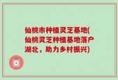 仙桃市种植灵芝基地(仙桃灵芝种植基地落户湖北，助力乡村振兴)