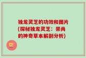 独龙灵芝的功效和图片(探秘独龙灵芝：崇尚的神奇草本解剖分析)