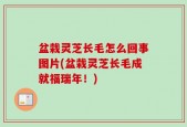 盆栽灵芝长毛怎么回事图片(盆栽灵芝长毛成就福瑞年！)