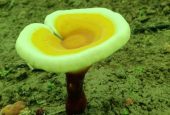 灵芝孢子粉降血糖吗？血糖患者一定要看！