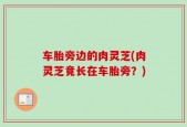 车胎旁边的肉灵芝(肉灵芝竟长在车胎旁？)