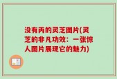 没有丙的灵芝图片(灵芝的非凡功效：一张惊人图片展现它的魅力)