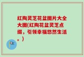 红陶灵芝花盆图片大全大图(红陶花盆灵芝点缀，引领幸福悠然生活。)