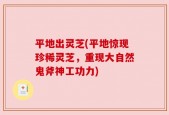 平地出灵芝(平地惊现珍稀灵芝，重现大自然鬼斧神工功力)