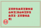 正宗野生血灵芝整枝深山林芝(深山林芝野生血灵芝- 正宗整枝品质)