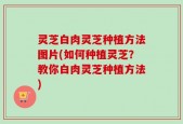 灵芝白肉灵芝种植方法图片(如何种植灵芝？教你白肉灵芝种植方法)