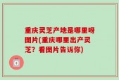 重庆灵芝产地是哪里呀图片(重庆哪里出产灵芝？看图片告诉你)