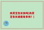 肉灵芝生长快吗(肉灵芝生长速度有多快？)