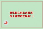 野生长在树上大灵芝(树上稀有灵芝现身！)