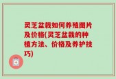 灵芝盆栽如何养殖图片及价格(灵芝盆栽的种植方法、价格及养护技巧)