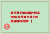 蚕豆灵芝植株图片欣赏视频(欣赏蚕豆灵芝的美丽植株视频！)