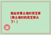 烟台市黄土壤村灵芝草(黄土壤村的灵芝草火了！)