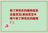 救了神农氏的植物是茶还是灵芝(茶和灵芝中哪个救了神农氏的植物？)