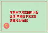 苹果树下灵芝图片大全高清(苹果树下灵芝高清图片全收录)