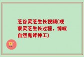 芝谷灵芝生长视频(观察灵芝生长过程，惊叹自然鬼斧神工)