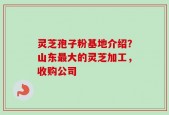灵芝孢子粉基地介绍？山东最大的灵芝加工，收购公司