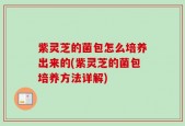 紫灵芝的菌包怎么培养出来的(紫灵芝的菌包培养方法详解)