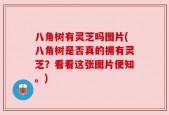 八角树有灵芝吗图片(八角树是否真的拥有灵芝？看看这张图片便知。)
