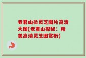 老君山捡灵芝图片高清大图(老君山探秘：精美高清灵芝图赏析)