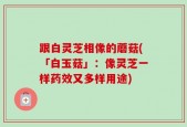 跟白灵芝相像的蘑菇(「白玉菇」：像灵芝一样药效又多样用途)