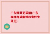 广东野灵芝采摘(广东森林内采集到珍贵野生灵芝)