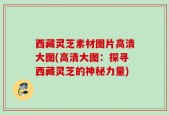 西藏灵芝素材图片高清大图(高清大图：探寻西藏灵芝的神秘力量)