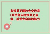 盆栽灵芝图片大全欣赏(欣赏各式精致灵芝盆栽，感受大自然的魅力)