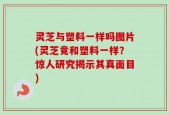 灵芝与塑料一样吗图片(灵芝竟和塑料一样？惊人研究揭示其真面目)