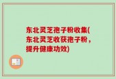东北灵芝孢子粉收集(东北灵芝收获孢子粉，提升健康功效)