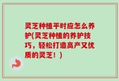 灵芝种植平时应怎么养护(灵芝种植的养护技巧，轻松打造高产又优质的灵芝！)