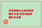 灵芝鸡是什么样的品种图片大全(灵芝鸡品种图片大合集