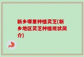 新乡哪里种植灵芝(新乡地区灵芝种植现状简介)