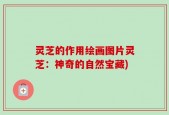 灵芝的作用绘画图片灵芝：神奇的自然宝藏)