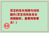 灵芝的生长周期与功效图片(灵芝功效及生长周期解析，重要观察要点！)